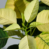 Poinsettia Yellow